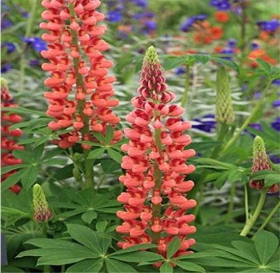 JMS 100Pcs Russell Luplne Lupinus Seeds Orange Color