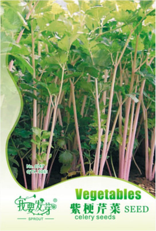 JMS Apium Graveolens Red Stem Celery Vegetable Hybrid Seeds, Original Pack, 30 Seeds / Pack, Safety 