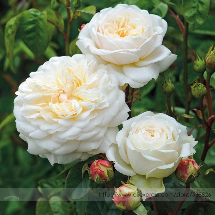 JMS Rare 'Tranquillity' Radiant Ravishing Pure White Fragrant Rose Flower Seeds, Professional Pack, 