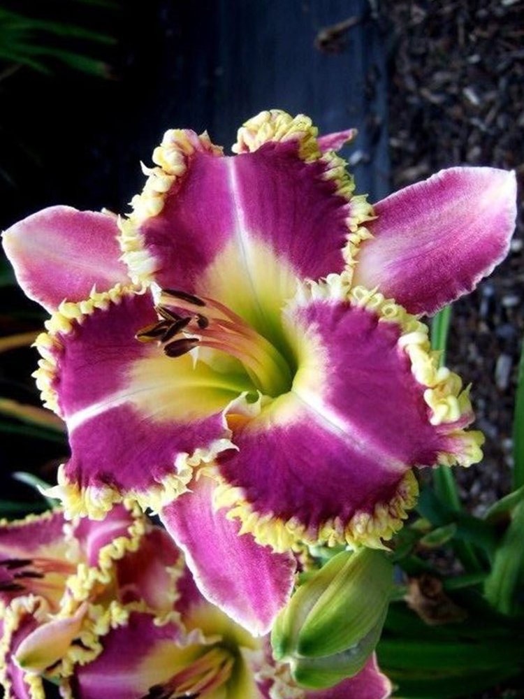 JMS Hemerocallis Middendorffii, Purple Golden Flowers