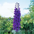 JMS Purple  Delphinium X Cultorum 'Tall Black Knight' Flower Seeds, Professional Pack, 50 Seeds / Pa