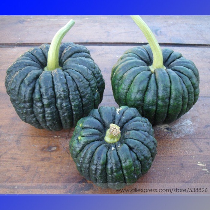 JMS Heirloom Black Futsu Squash Vegetable Organic Seeds, Professional Pack, 10 Seeds / Pack, Flavour