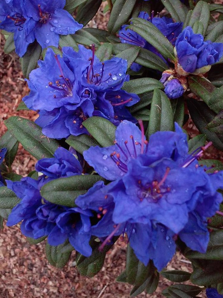 JMS Azalea, Blue