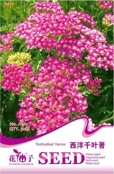 JMS Red Achillea Millefolium Common Yarrow Flower Seeds, Original Pack, 50 Seeds / Pack, Perennial P