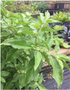 JMS 100Pcs Ashwagandha Seeds
