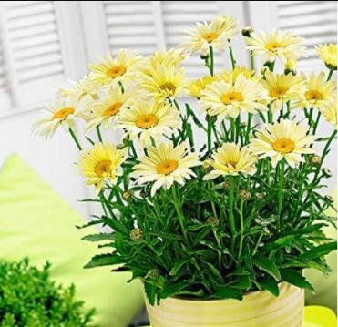 JMS 100Pcs Leucanthemum Superba Banana Cream Shasta Daisy Flower Seeds