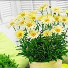 JMS 100Pcs Leucanthemum Superba Banana Cream Shasta Daisy Flower Seeds