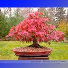 JMS Office Decor Japanese Red Maple Hybrid Bonsai Seeds, Professional Pack, 20 Seeds / Pack, Grow Yo