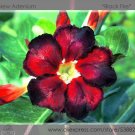 JMS Black Fire' Adenium Obesum Seeds, Professional Pack, 2 Seeds / Pack, Perennial Bonsai Desert Ros