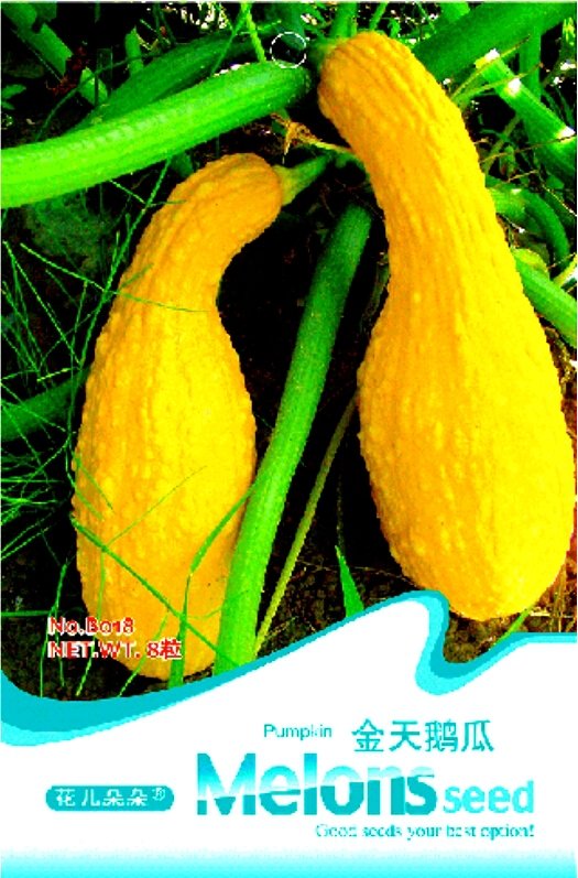 JMS Gold 'Swan' Pumpkin Ornamental Edible Cucurbita Seeds, Original Pack, 8 Seeds / Pack B018