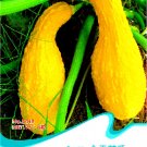JMS Gold 'Swan' Pumpkin Ornamental Edible Cucurbita Seeds, Original Pack, 8 Seeds / Pack B018