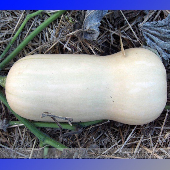 JMS Heirloom Waltham Butternut White Winter Squash Organic Seeds, Professional Pack, 10 Seeds / Pack