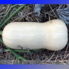 JMS Heirloom Waltham Butternut White Winter Squash Organic Seeds, Professional Pack, 10 Seeds / Pack