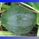 JMS Sweet Reba Acorn Cucurbita Pepo Square Vegetable Organic Seeds, Professional Pack, 10 Seeds / Pa