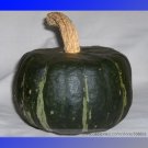 JMS The Standard Buttercup Squash Vegetables Organic Seeds, Professional Pack, 10 Seeds / Pack, Burg