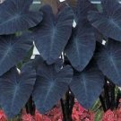 JMS 100Pcs Giant Elephant Ear Seeds Dark Green Color