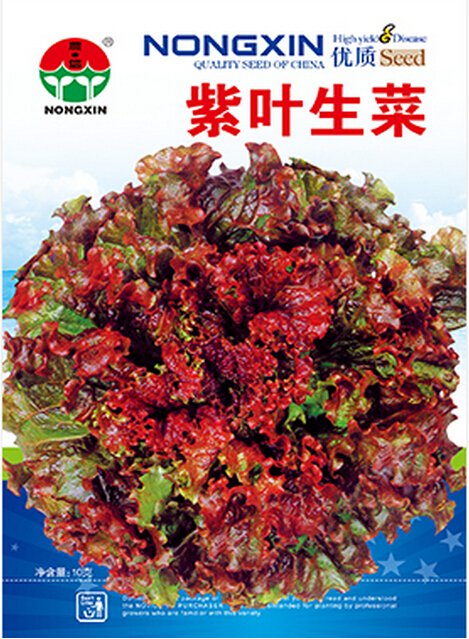 JMS Red Iceberg Lettuce Heirloom Organic Seeds, 1 Professional Pack, 2000 Seeds / Pack, Tasty Vegeta