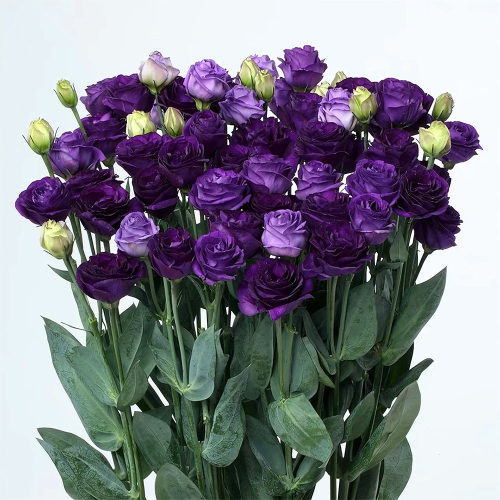JMS Lisianthus Seeds