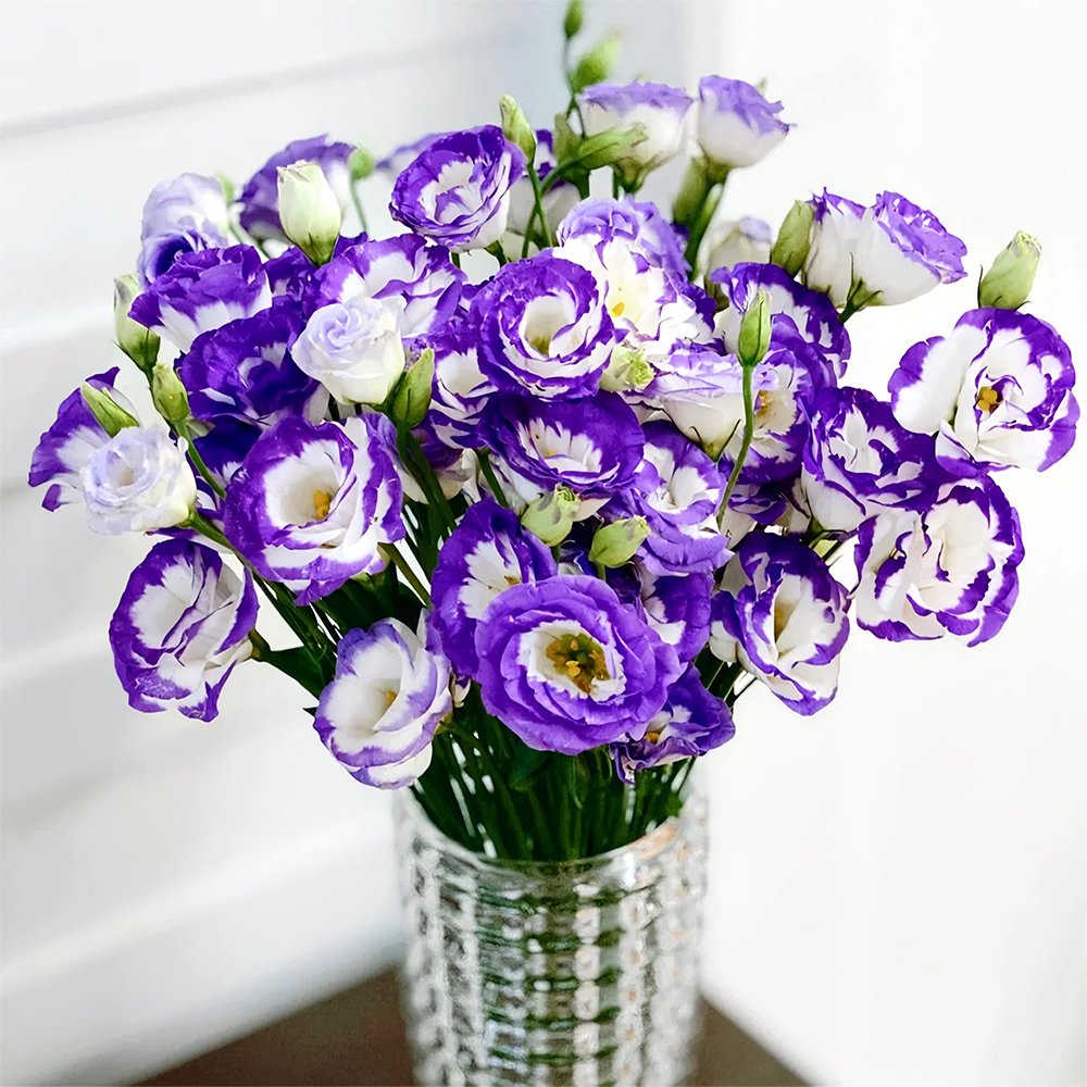 JMS Lisianthus Seeds, White Flowers With Purple Rim
