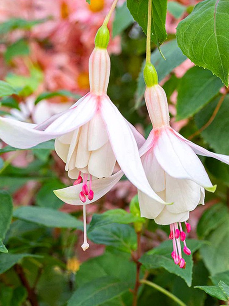 JMS Fuchsia 'Annabel'