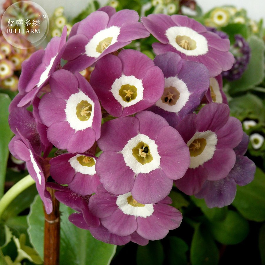JMS Primula Auricula Taffeta, Professional Pack, 15 Seeds Ts317T