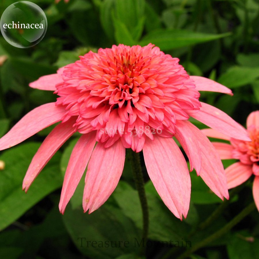 JMS 'Sweet Honey' Echinacea Coneflower, 100 Seeds, A Layer Of Rose Pink Outer Petals, A Cluster Of R