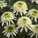 JMS 'Mozzarella' Echinacea Coneflower, 100 Seeds, Two Layers Of White Outer Petals Cluster Of Incomp
