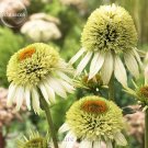 JMS 'Coconut Lime' Echinacea, 100 Seeds, Coneflower Single Row Of Green Out Petals W/ A Cluster Of G