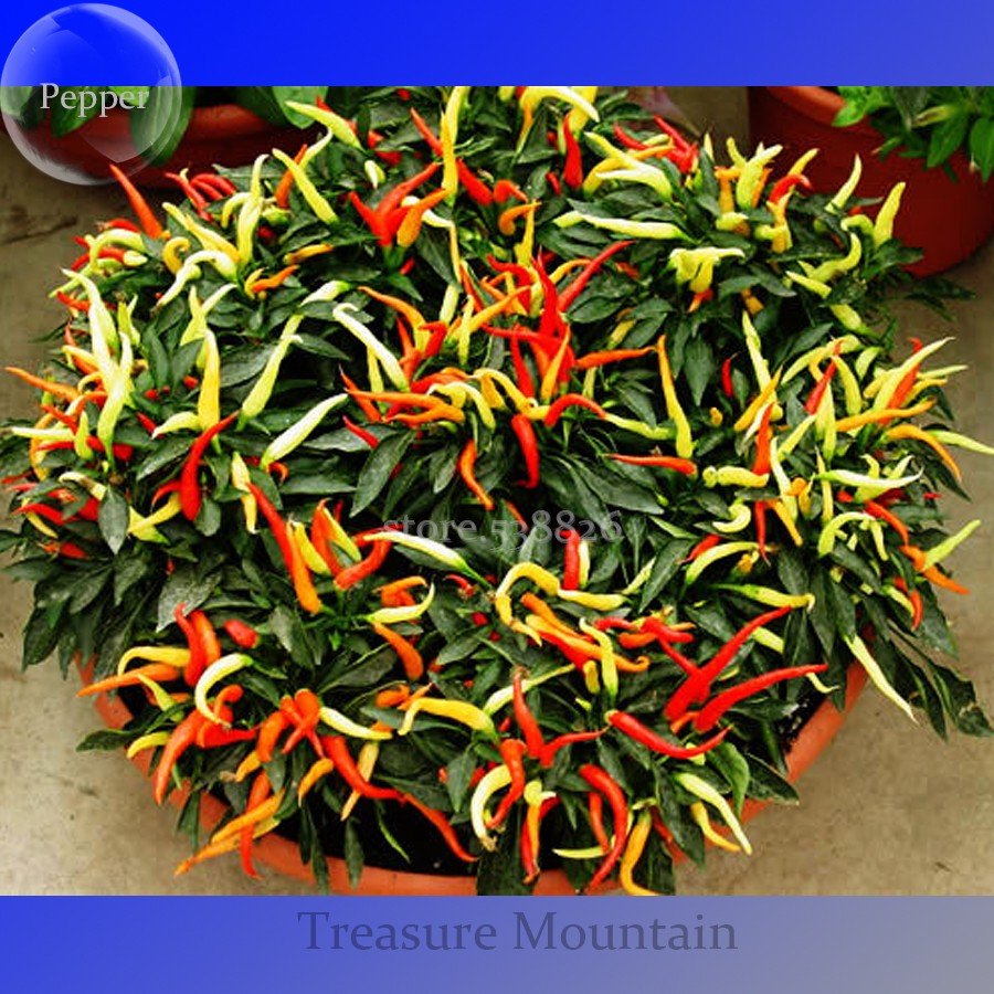 JMS 100% Genuine Capsicum Dream Sally Ornamental Pepper, 15 Seeds, Colorful Bonsai Vegetables Ts239T