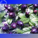 JMS 100% Genuine Pretty Purple Ornamental Chilli Pepper, 15 Seeds, Hot Pepper Capsicum Seed Ts240T