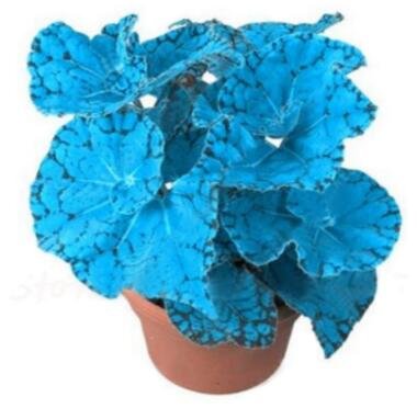 JMS 100Pcs Plectranthus Coleus Seeds Bluish Blue Color