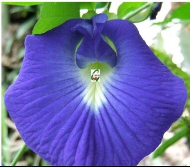 JMS 100Pcs Clitoria Ternatea Ethnic Aparajita Butterfly Pea Or Blue Clitoria Flower Seeds