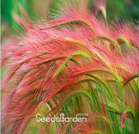 JMS Foxtail Barley Ornamental Grass
