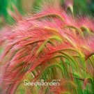 JMS Foxtail Barley Ornamental Grass