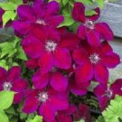 JMS 100Pcs Clematis Vine Flower Seeds Purplish Red Color