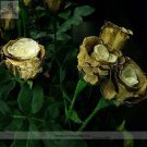 JMS Rare Golden Rose Flower Shrub Seeds, Al Pack, 50 Seeds, Perennial Garden Plantings