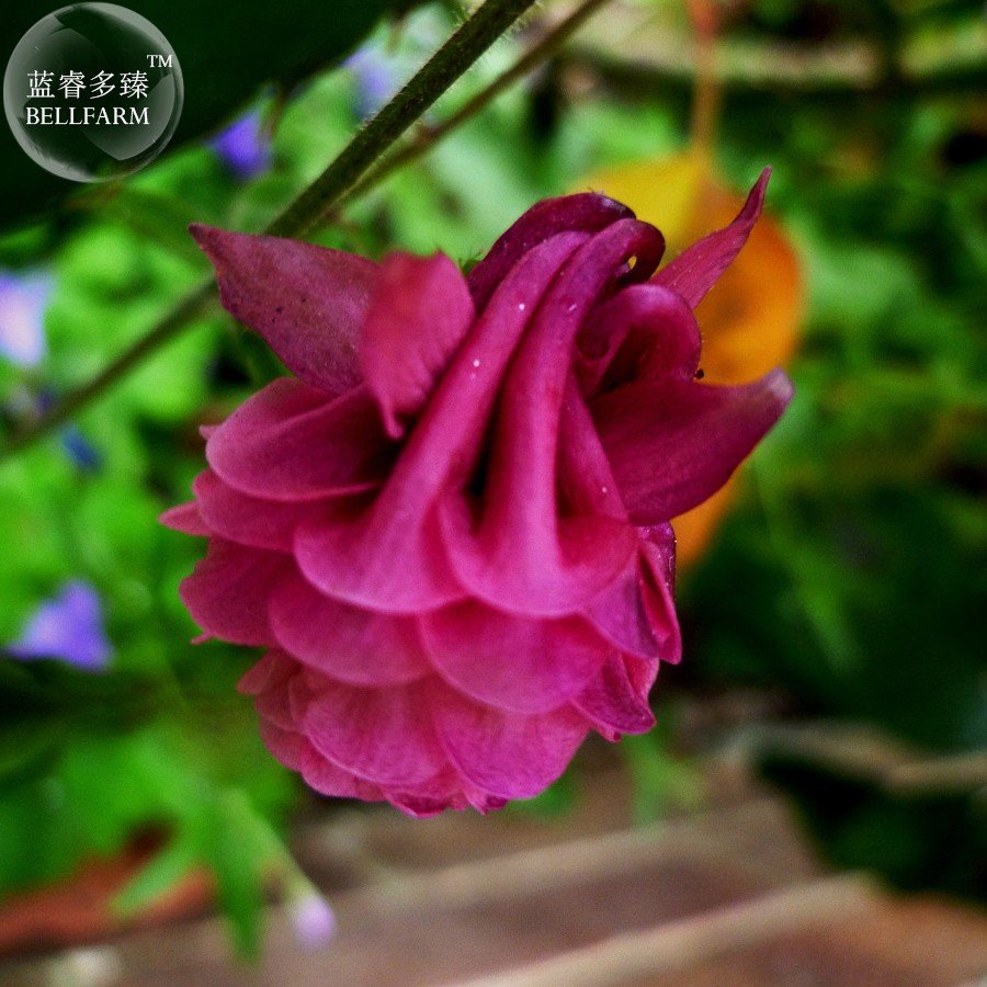 JMS Burnished Rose Pink Aquilegia Columbine Seeds, Professional Pack, 50 Seeds Ts300T