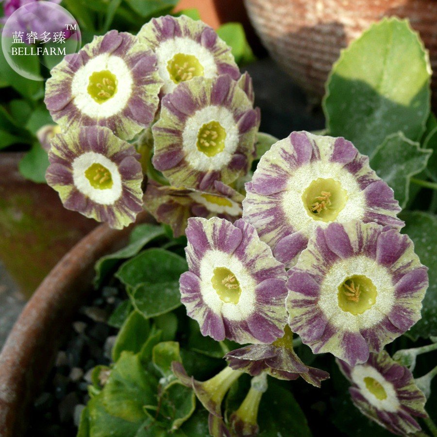 JMS Primula Auricula Handsome Lass, Professional Pack, 15 Seeds Ts314T