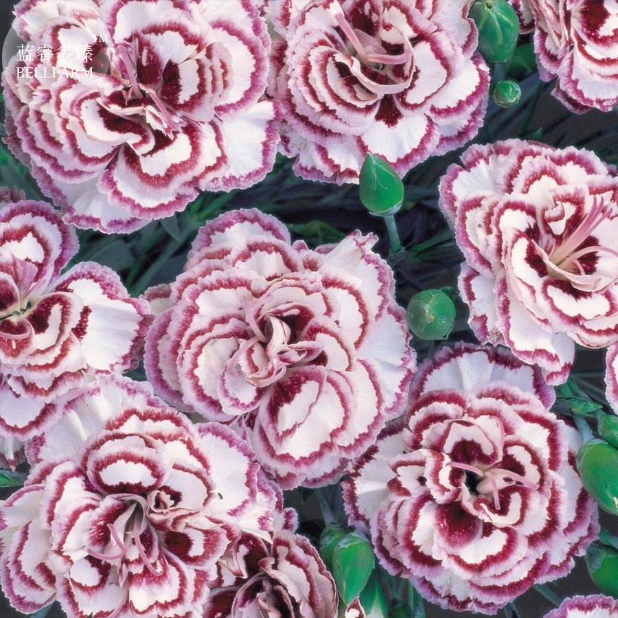 JMS Dianthus 'Grans Favourite' Pinks Perennial Garden Plug Plants, Professional Pack,200 Seeds, Big 