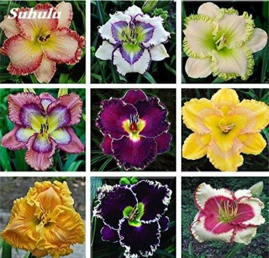 JMS Hybrid Daylily Flowers, Mixed