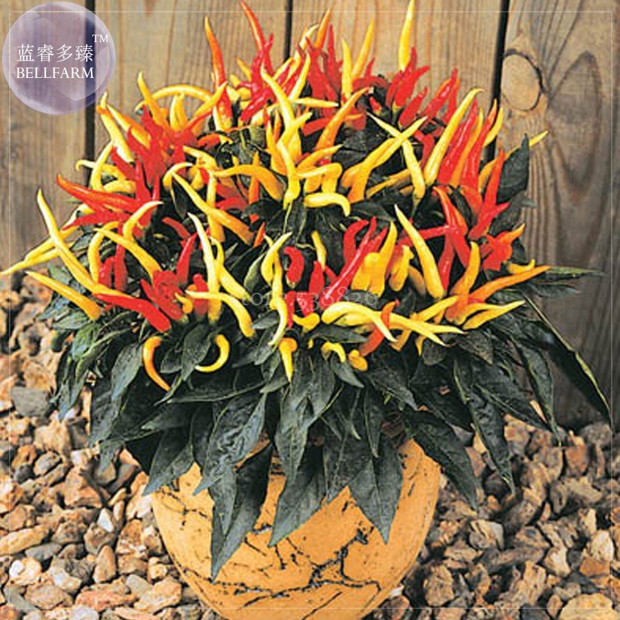 JMS Heirloom Medusa Ornamental Pepper Capsicum Annuum, 20 Seeds, Professional Pack, Colorful  Bonsai