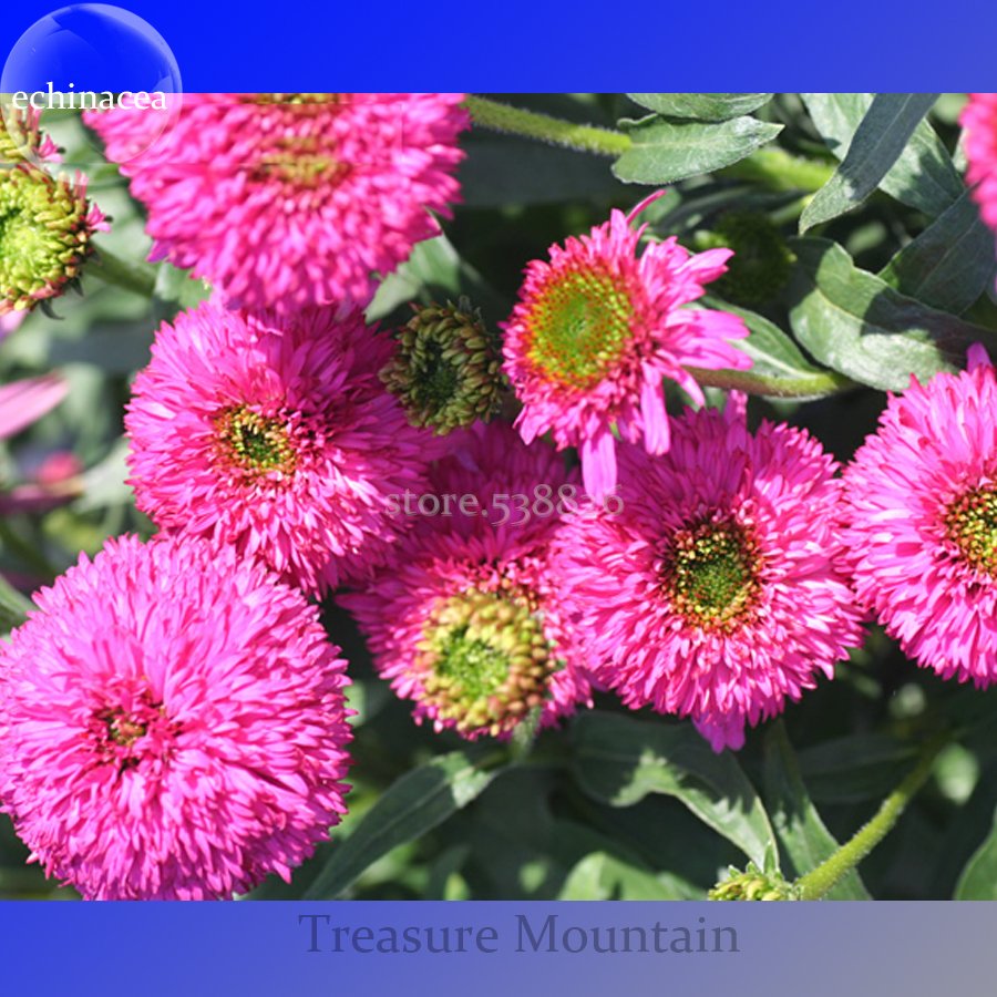 JMS Imported 'Piccolino Bear' Echinacea, 100 Seeds, Pink Color Big Blooms Very Interesting Ts256T