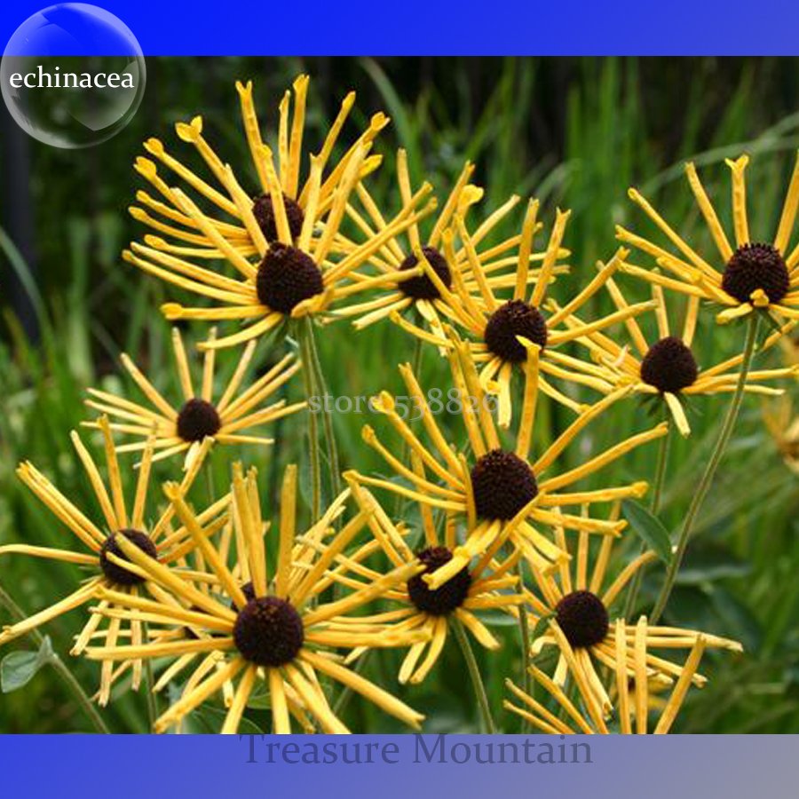 JMS Heirloom 'Paradoxa' Yellow Spider  Echinacea Purpurea, 100 Seeds, Rare Variety Very Interesting 