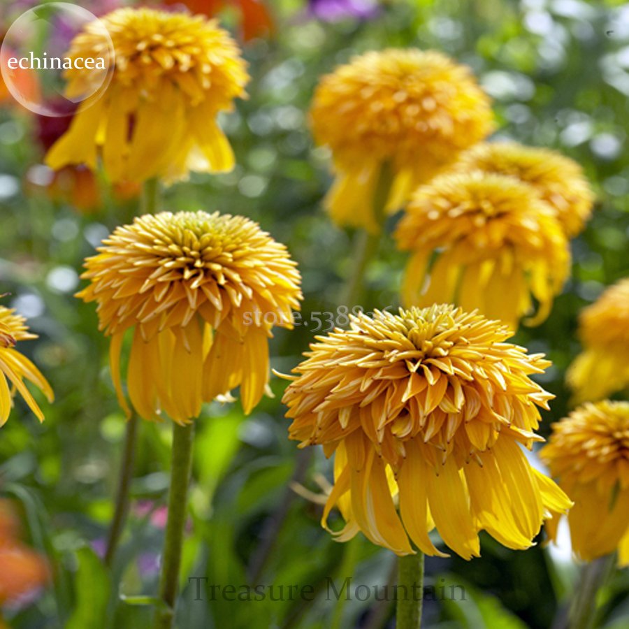JMS Rare Pineapple Sundae Echinacea Coneflowers, 100 Seeds, Yellow Double Flowers Big Blooms Ts259T