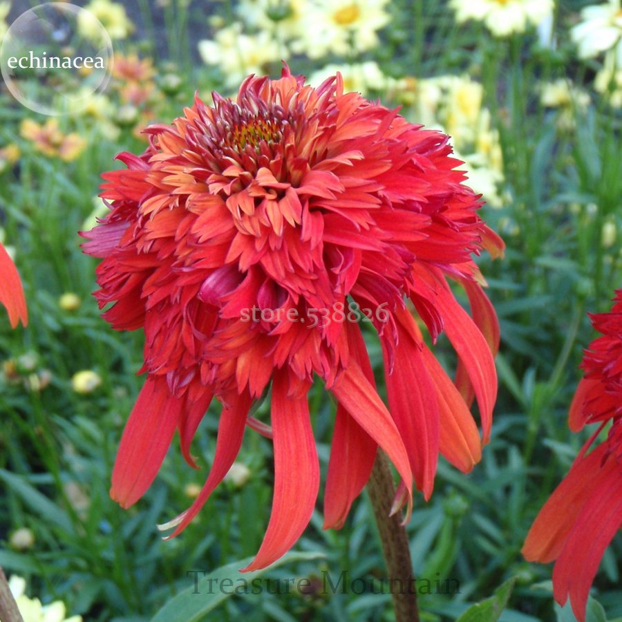 JMS Rare 'Hot Papaya' Echinacea, 100 Seeds, Fire Hot Double Petals With Orange Head Coneflower Ts258