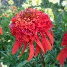 JMS Rare 'Hot Papaya' Echinacea, 100 Seeds, Fire Hot Double Petals With Orange Head Coneflower Ts258