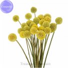 JMS Craspedia Billy Balls Yellow Flower, 10 Seeds, Golden Ball Cut Flowers Ts242T