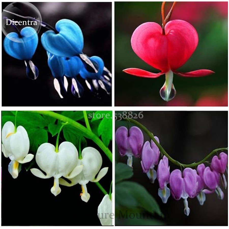 JMS Lamprocapnos Spectabilis Mixed Bleeding Heart Perennial Herbs Flower, 5 Seeds, Exotic Blooms Orn