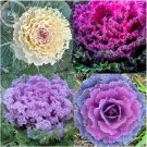 JMS Brassica Oleracea Heirloom Mixed Ornamental Kale, 30 Seeds, Flowering Cabbage Non-Gmo White Red 