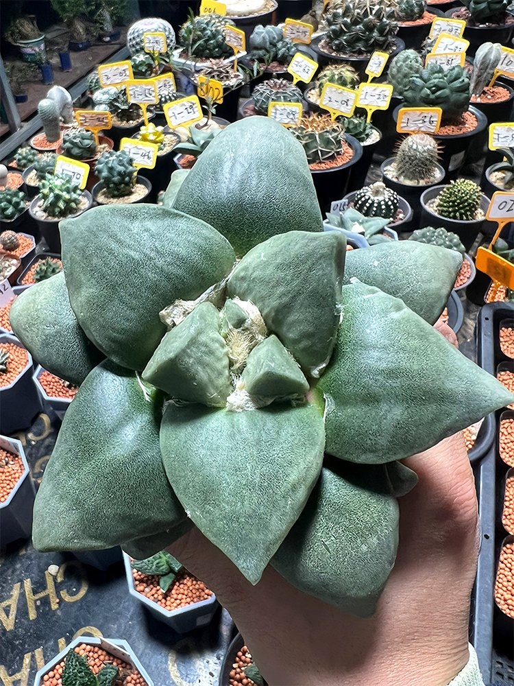 JMS Ariocarpus Retusus